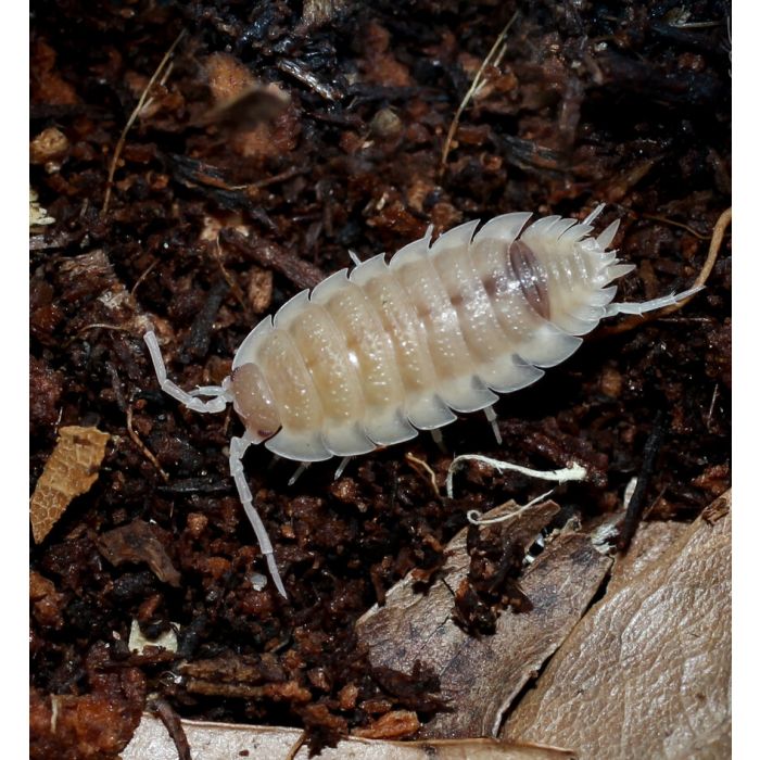 Porcellio scaber “Ghost” - 10 pezzi