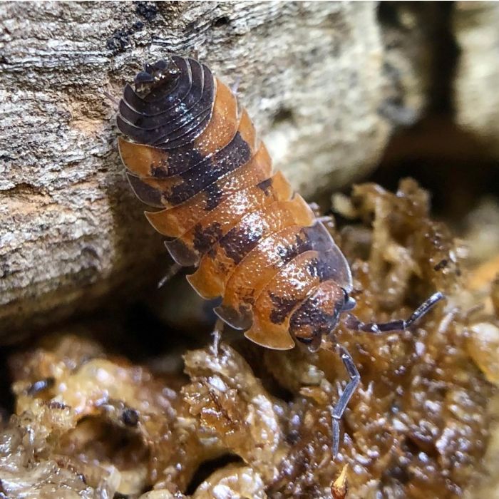 Porcellio scaber "Lava" - 10 pezzi