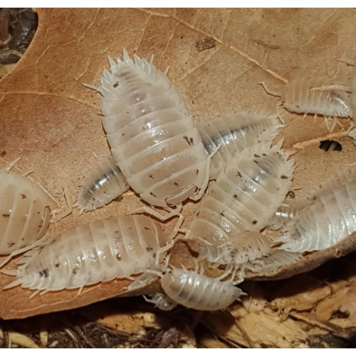 Porcellio laevis Panda White - Colonia starter