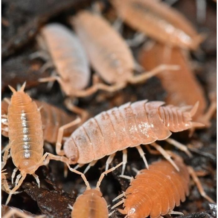 Porcellionides pruinosus "Orange"