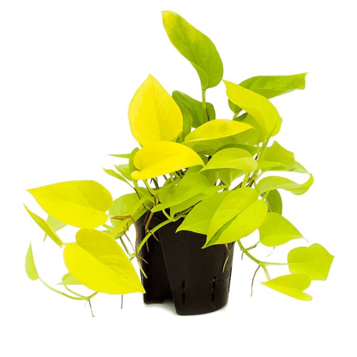 Pothos Golden