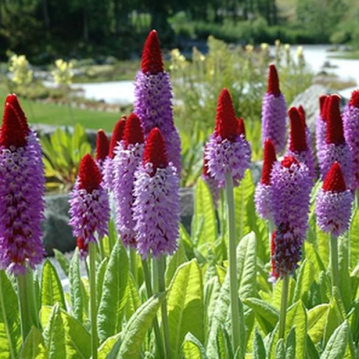 Primula Vialii