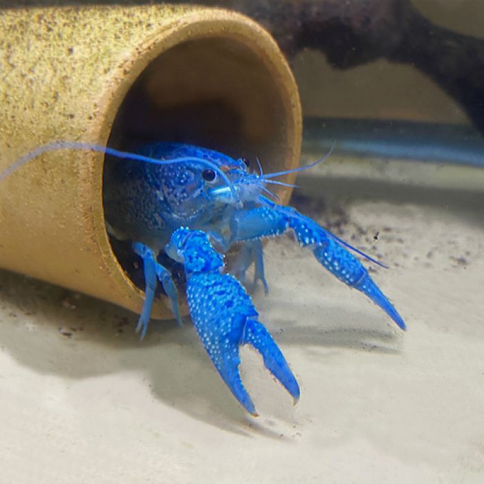 Procambarus Alleni blu 4-6 cm