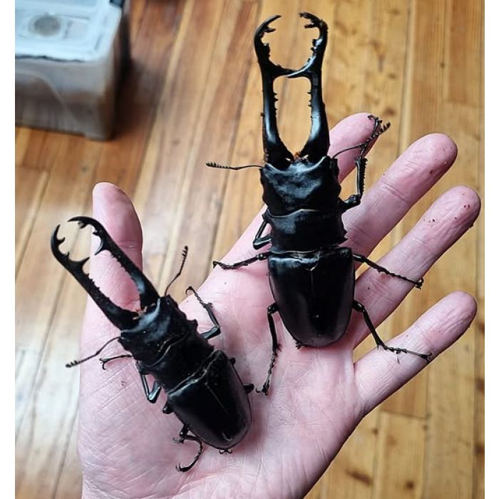 Prosopocoilus Giraffa keisukei