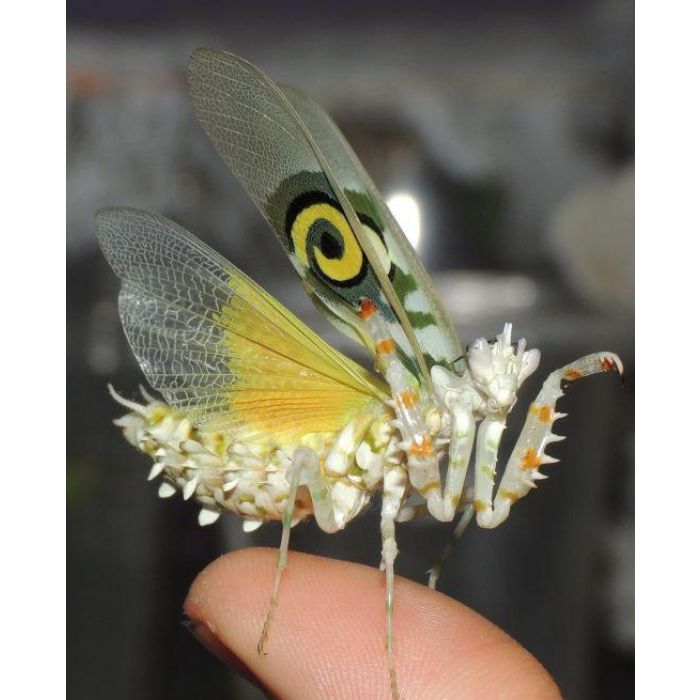 Pseudocreobotra ocellata - Mantide fiore spinosa africana
