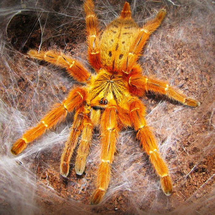 Pterinochilus murinus