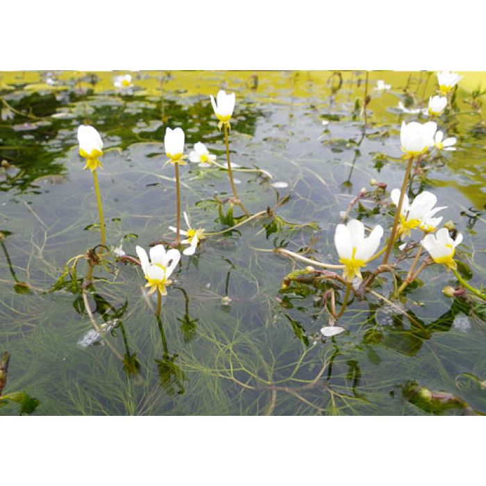 Ranunculus Aquatilis