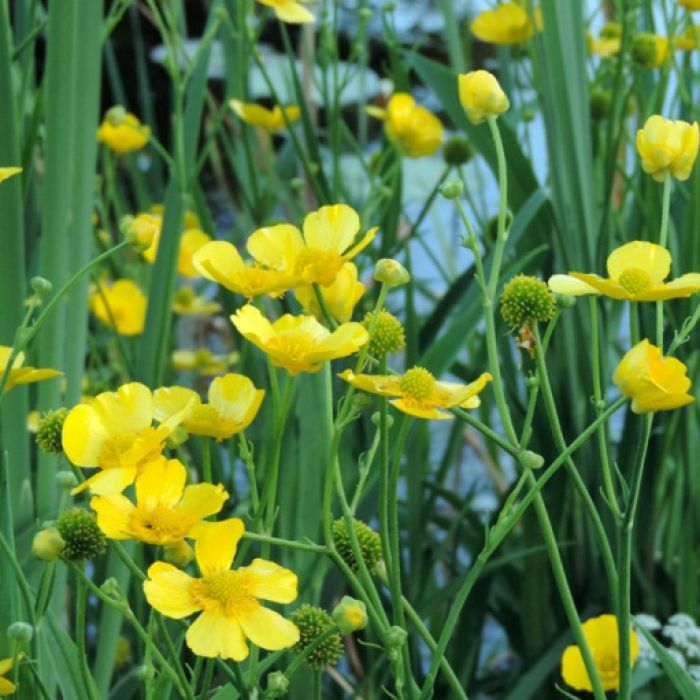 Ranunculus lingua "Grandiflorus"