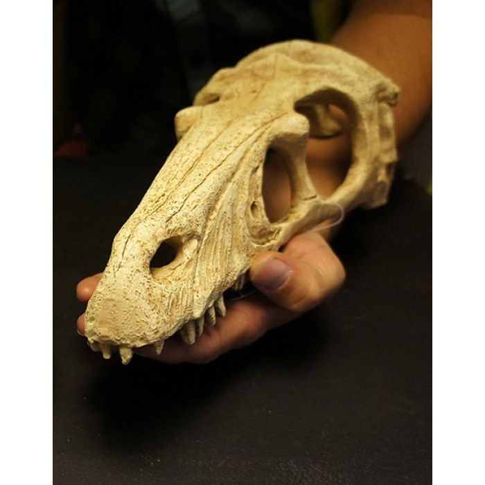 Komodo Raptor Skull