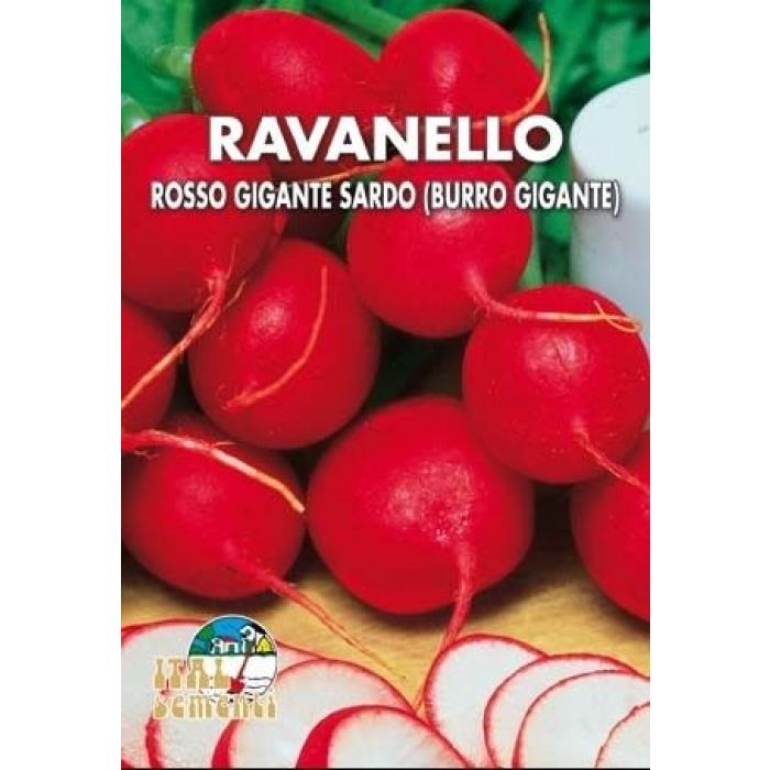 Semi di Ravanello Rosso Tondo 