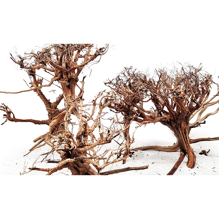 Wio- Rebel Tree