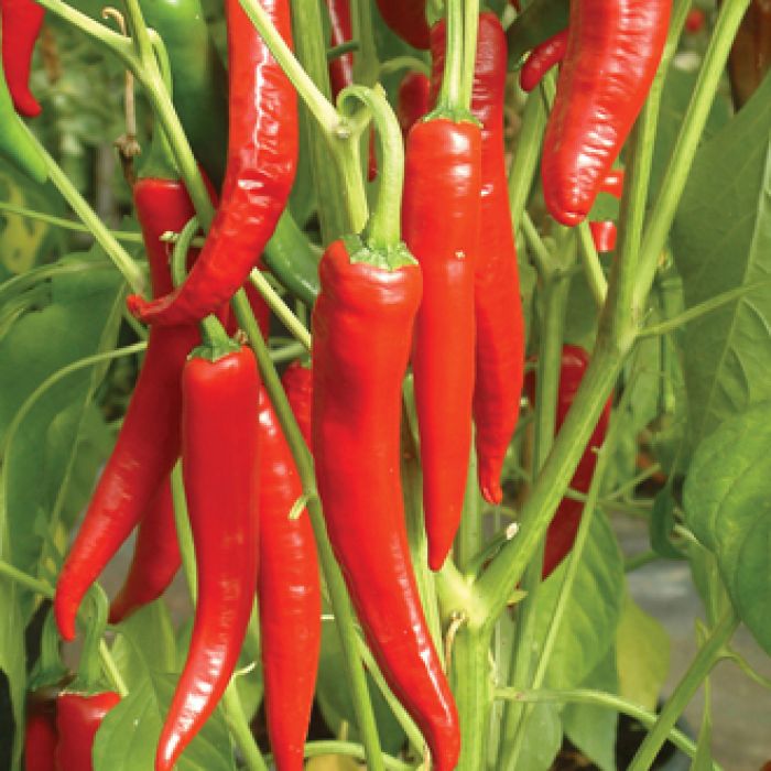 Pianta Di Peperoncino F1 Red Devil