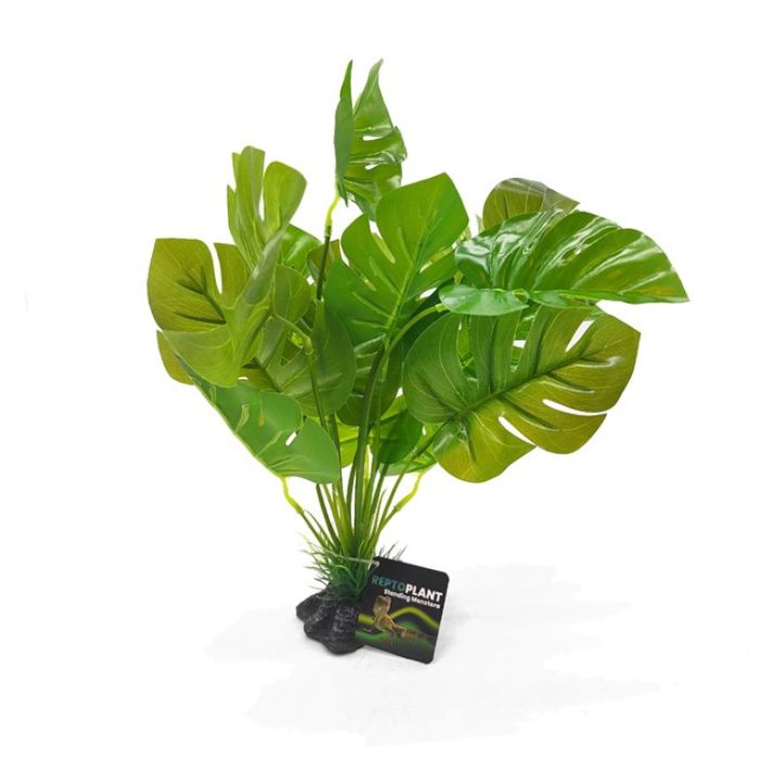 Monstera con base 27x25x30 cm