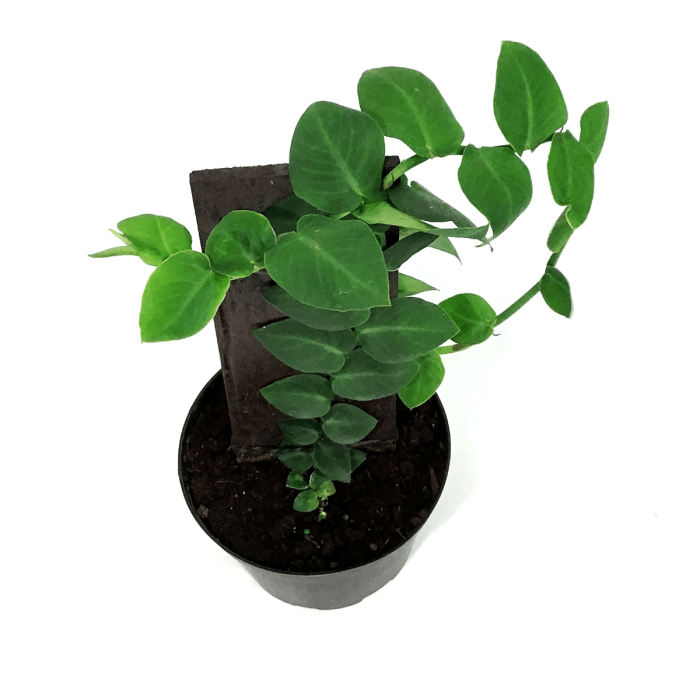 Rhaphidophora korthalsii