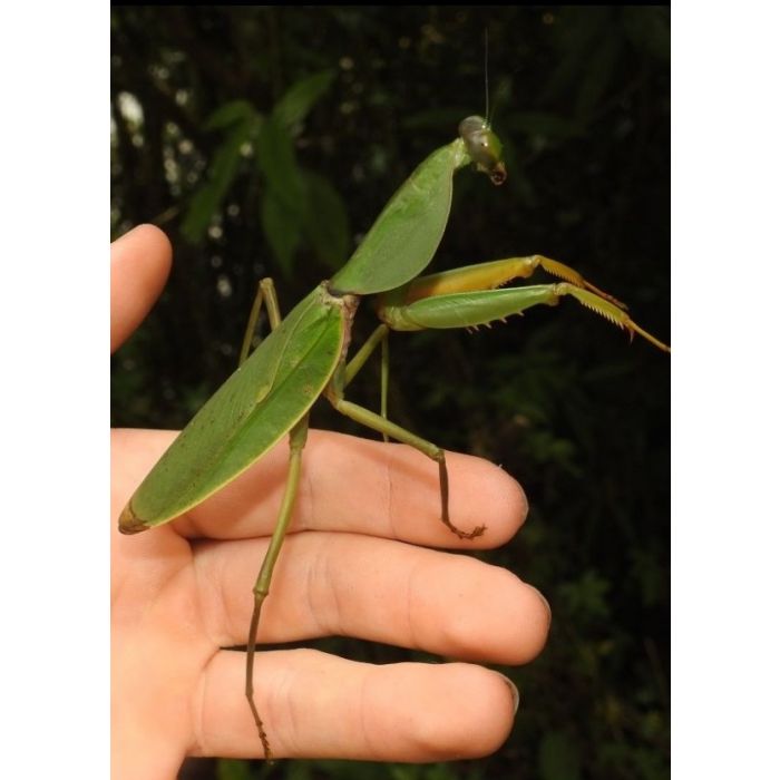 Rhombodera basalis COPPIA SUBADULTA - Mantide scudo gigante