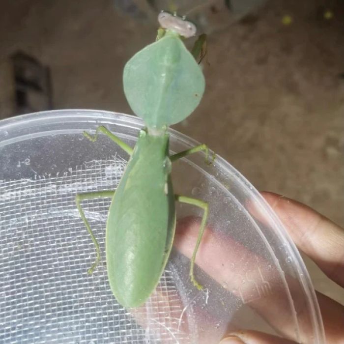 Rhombodera latipronotum - Mantide scudo gigante