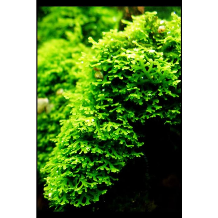 Riccardia Graeffei "coral Moss"