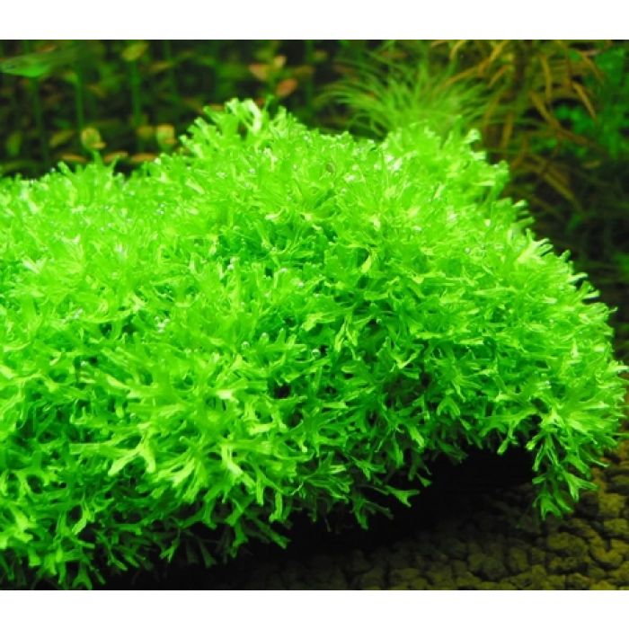 Riccia fluitans