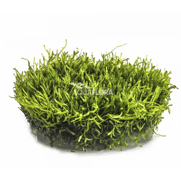 Riccia fluitans in Vitro