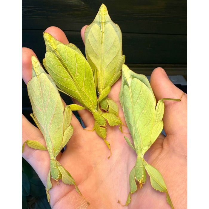 Phyllium gantungense Rizal