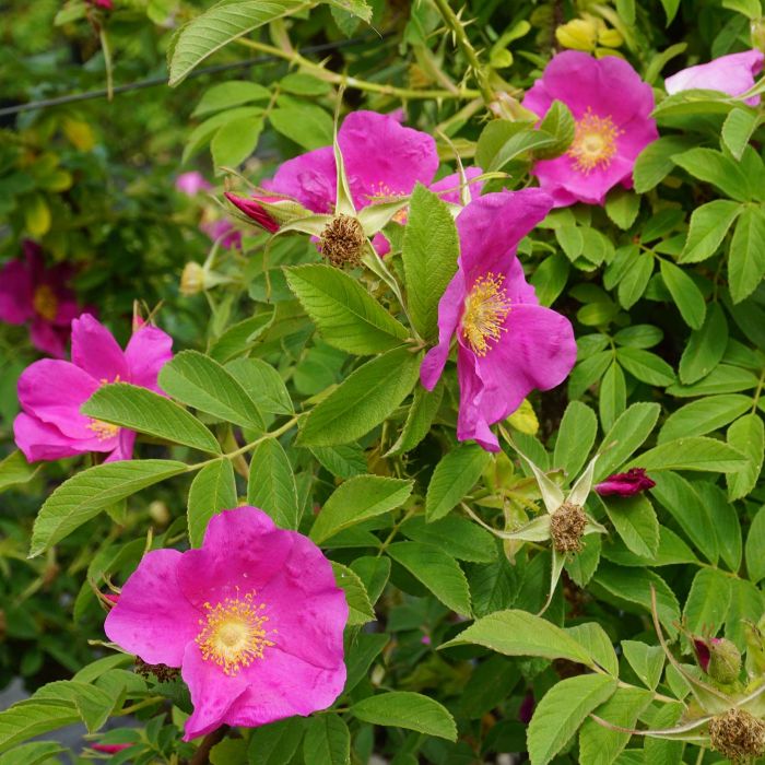 Rosa Palustris