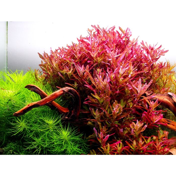 Rotala rotundifolia 'Blood Red'