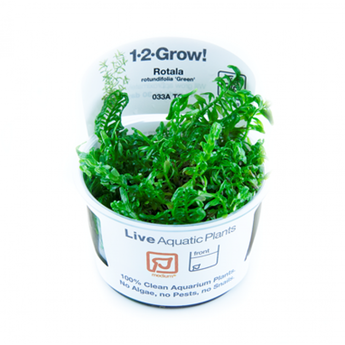 Tropica Rotala rotundifolia 'Green' 1-2-Grow!