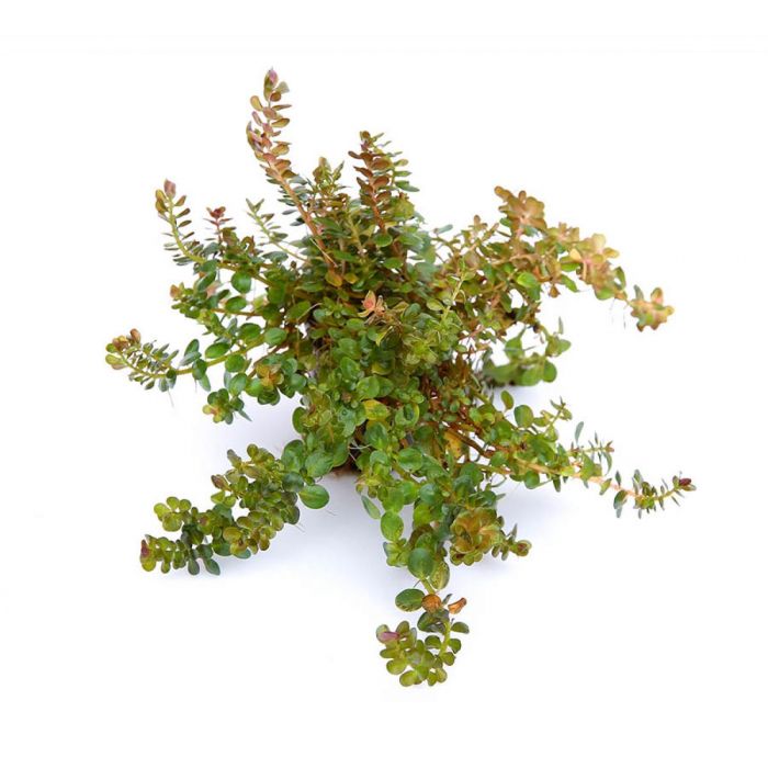 Rotala Rotundifolia