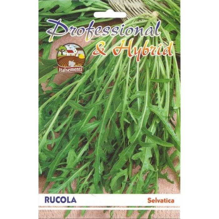 Semi di Rucola Selvatica