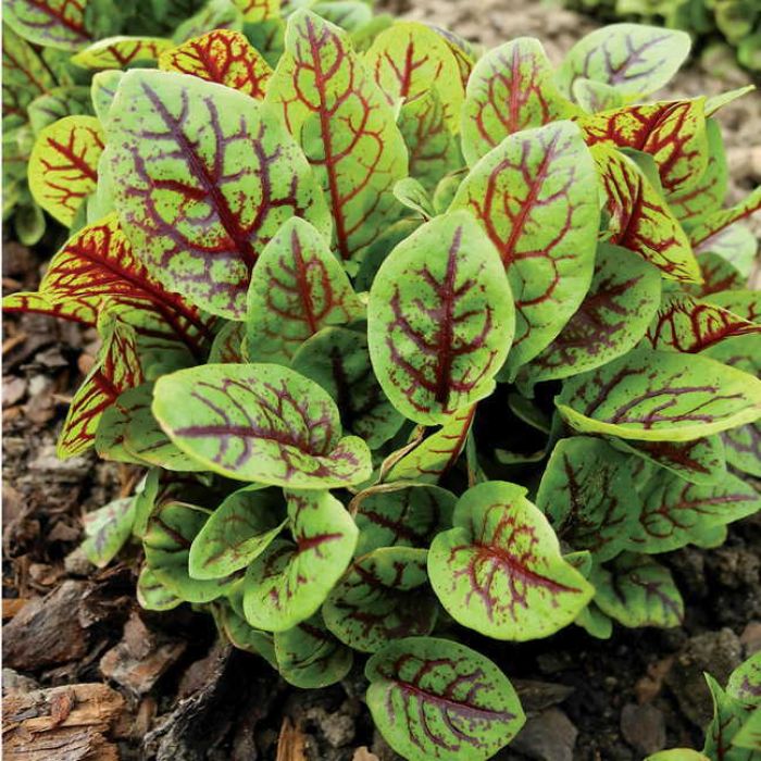 Rumex sanguineus