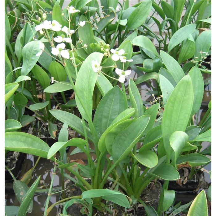 Sagittaria graminea