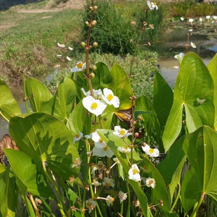 Sagittaria japonica