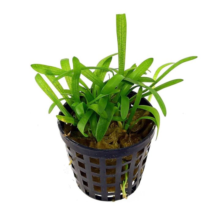 Aquaflora - Sagittaria subulata