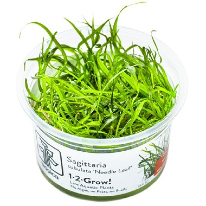 Tropica Sagittaria subulata 'Needle Leaf' 1-2-Grow!
