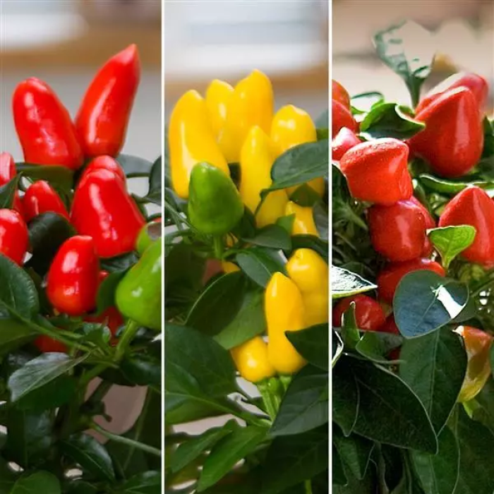Peperoncino piccante ornamentale Samba Mix