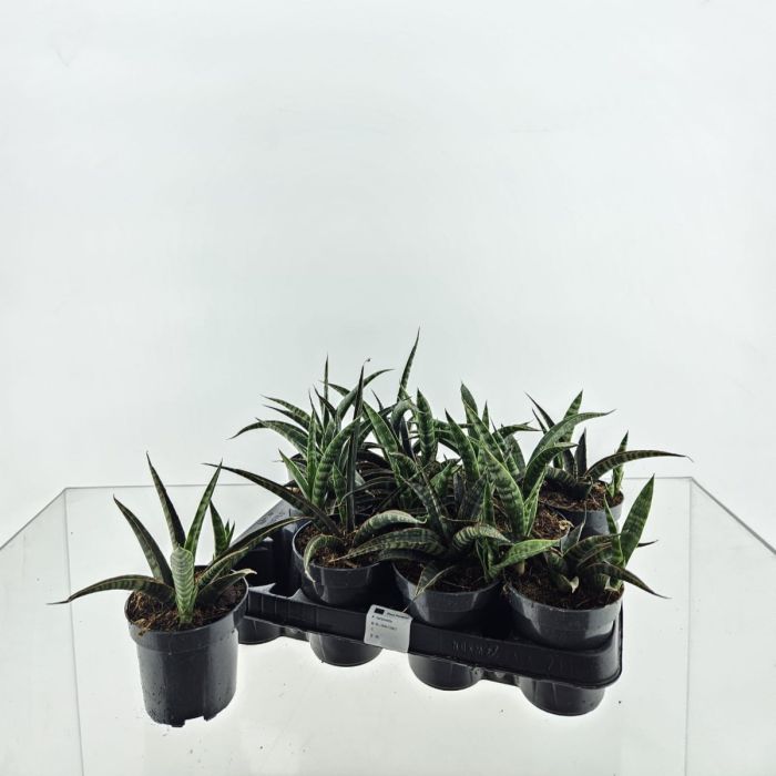 Sansevieria trifascia