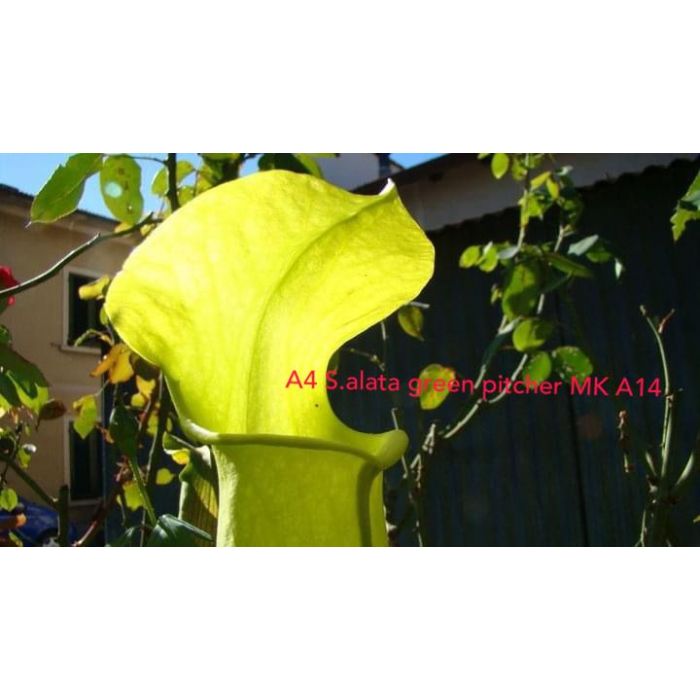 Sarracenia alata var. green Pitcher