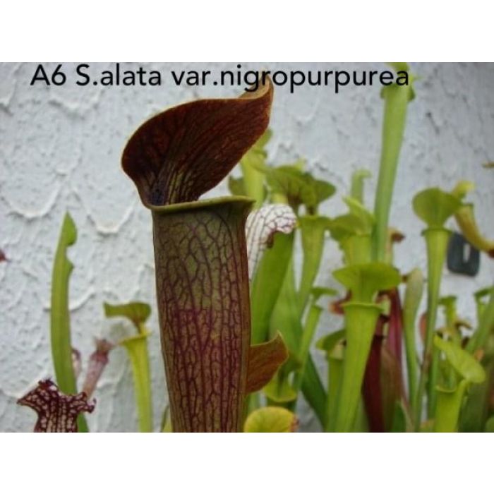 Sarracenia alata var. nigropurpurea german clone