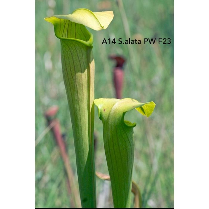 Sarracenia alata