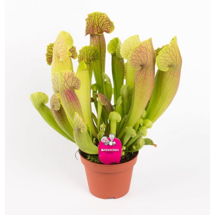 Pianta Carnivora Sarracenia Barba