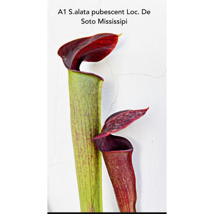 Sarracenia alata var. Black Tube Mississipi