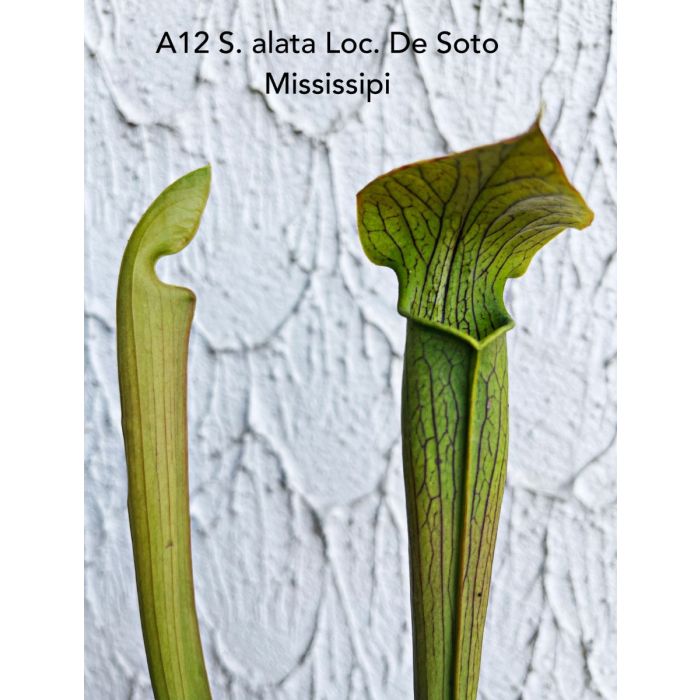 Sarracenia alata loc. Desoto Mississipi