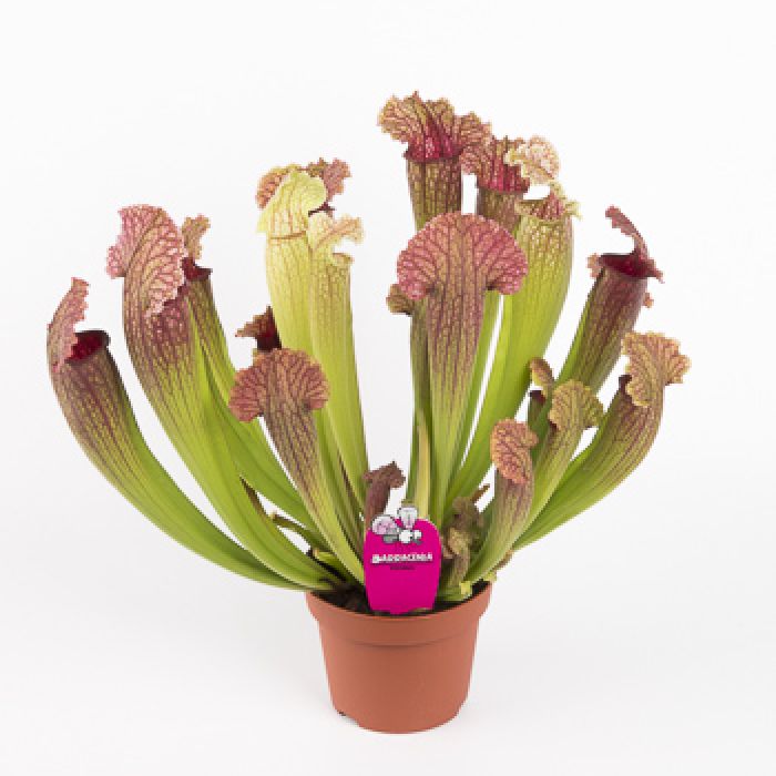 Pianta Carnivora Sarracenia Fiona