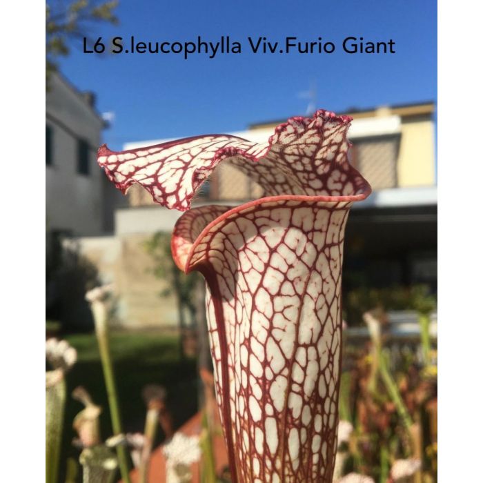 Sarracenia leucophylla "Giant Furio"