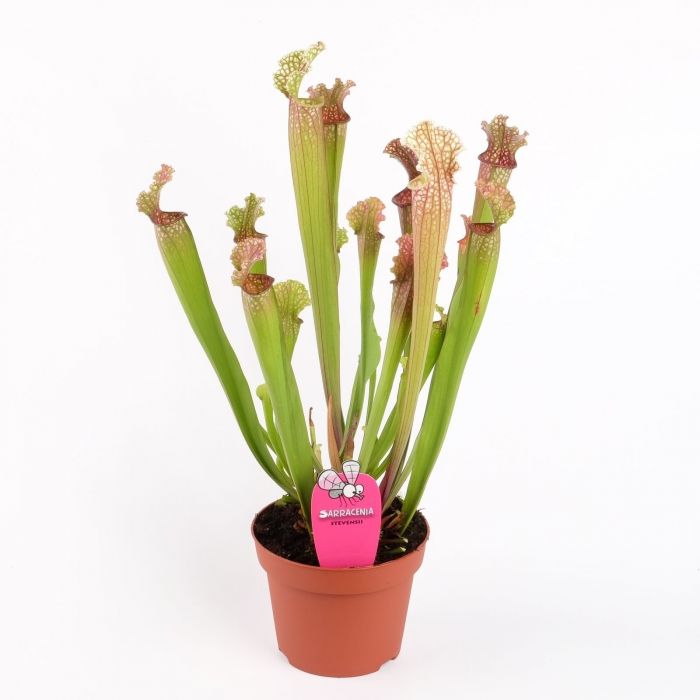 Pianta Carnivora Sarracenia stevensii