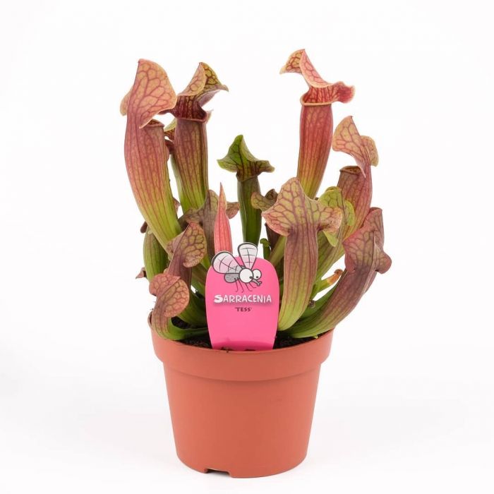 Pianta Carnivora Sarracenia Tess