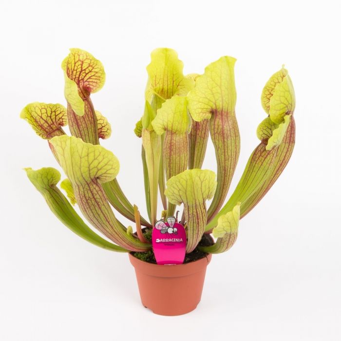 Pianta Carnivora Sarracenia Vogel