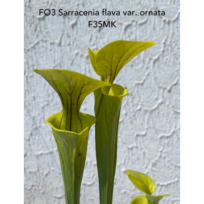 Sarracenia flava var. ornata