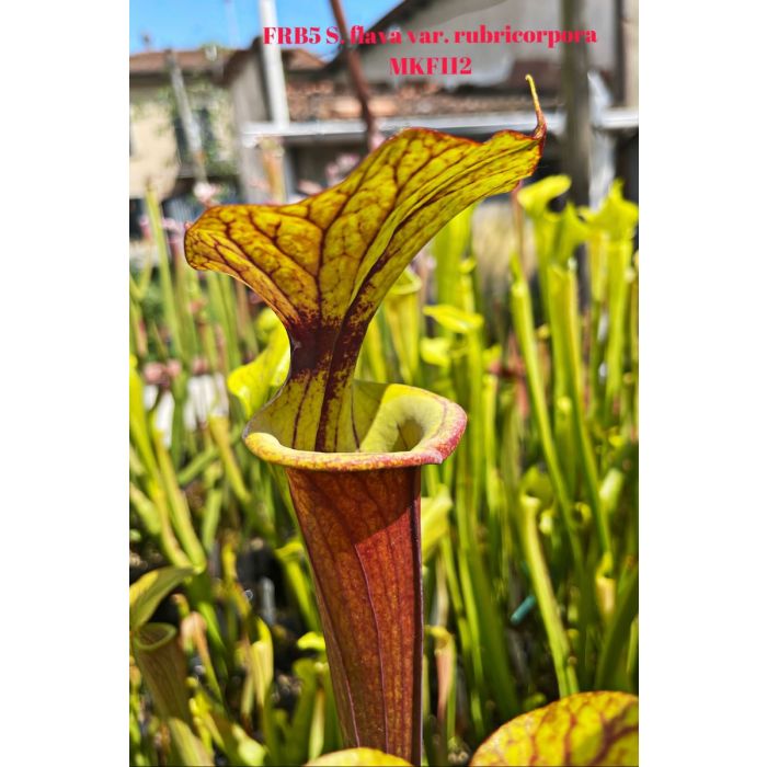 Sarracenia flava Var. Rubricorpora