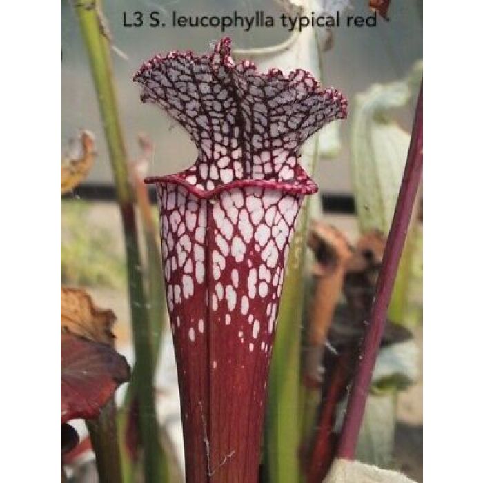 Sarracenia leucophylla Red